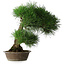 Pinus thunbergii, 51,5 cm, ± 25 jaar oud, in een pot met een chip van de rand
