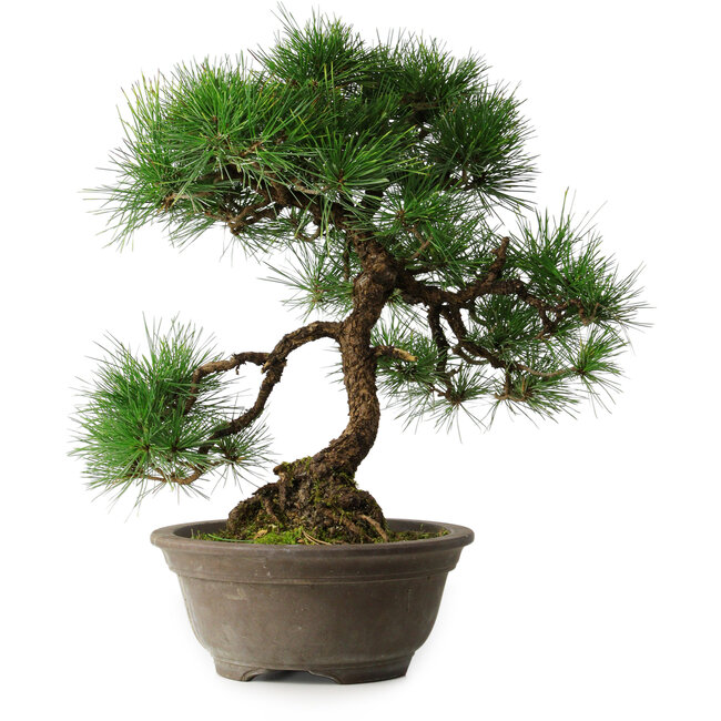 Pinus thunbergii, 49 cm, ± 25 jaar oud, in een gebroken pot