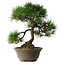 Pinus thunbergii, 49 cm, ± 25 jaar oud, in een gebroken pot