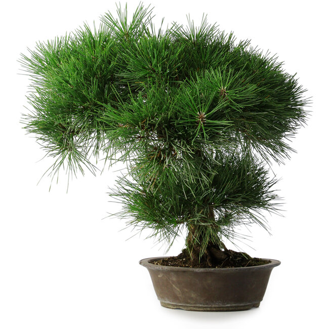 Pinus thunbergii, 51,5 cm, ± 25 anni, in vaso con scheggiatura del bordo