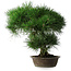Pinus thunbergii, 51,5 cm, ± 25 ans, dans un pot avec un éclat du bord
