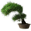 Pinus thunbergii, 51,5 cm, ± 25 ans, dans un pot avec un éclat du bord