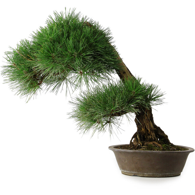 Pinus thunbergii, 51,5 cm, ± 25 ans, dans un pot avec un éclat du bord