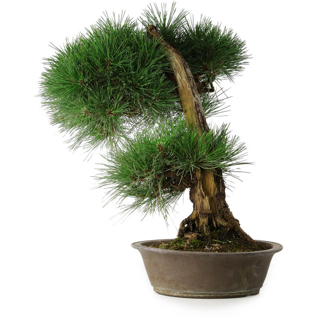 Pinus thunbergii, 51,5 cm, ± 25 anni, in vaso con scheggiatura del bordo