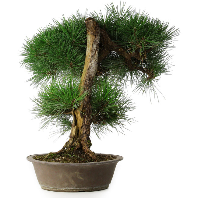 Pinus thunbergii, 51,5 cm, ± 25 ans, dans un pot avec un éclat du bord