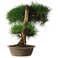 Pinus thunbergii, 51,5 cm, ± 25 jaar oud, in een pot met een chip van de rand