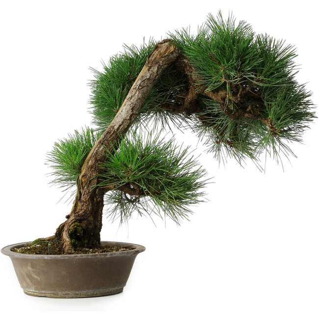 Pinus thunbergii, 51,5 cm, ± 25 anni, in vaso con scheggiatura del bordo