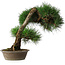 Pinus thunbergii, 51,5 cm, ± 25 ans, dans un pot avec un éclat du bord