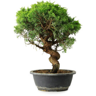 Juniperus chinensis Itoigawa, 36,5 cm, ± 15 Jahre alt