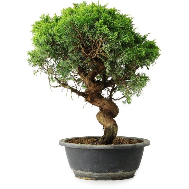 Juniperus chinensis Itoigawa, 36,5 cm, ± 15 ans
