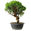 Juniperus chinensis Itoigawa, 36,5 cm, ± 15 ans