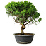 Juniperus chinensis Itoigawa, 36,5 cm, ± 15 Jahre alt