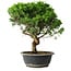 Juniperus chinensis Itoigawa, 36,5 cm, ± 15 years old