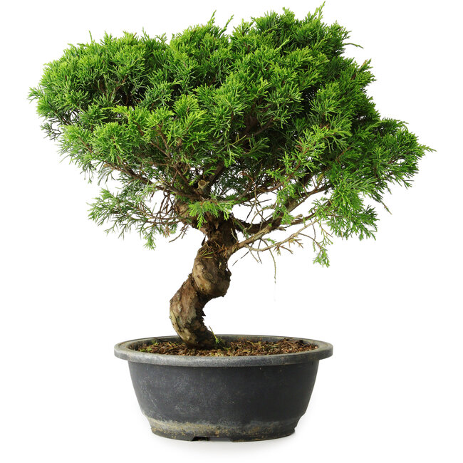 Juniperus chinensis Itoigawa, 36,5 cm, ± 15 jaar oud