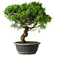 Juniperus chinensis Itoigawa, 36,5 cm, ± 15 ans