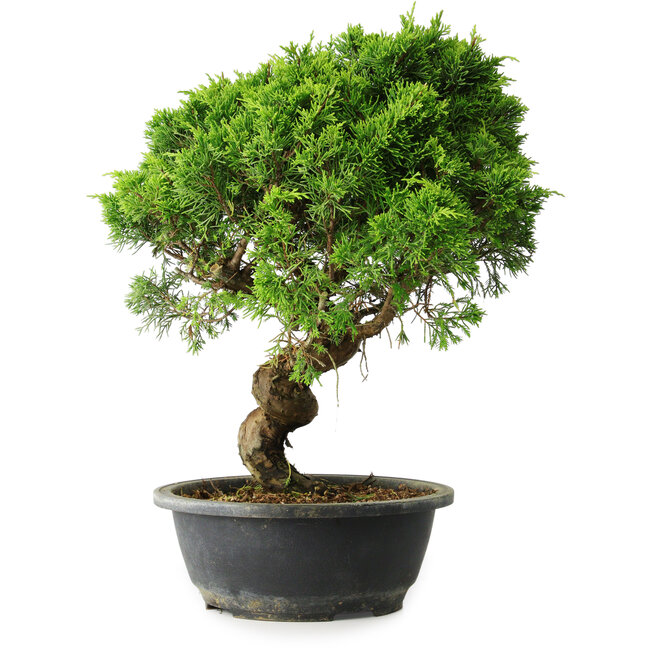 Juniperus chinensis Itoigawa, 36,5 cm, ± 15 anni