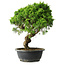 Juniperus chinensis Itoigawa, 36,5 cm, ± 15 ans