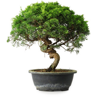 Juniperus chinensis Itoigawa, 34 cm, ± 15 ans