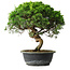 Juniperus chinensis Itoigawa, 34 cm, ± 15 ans