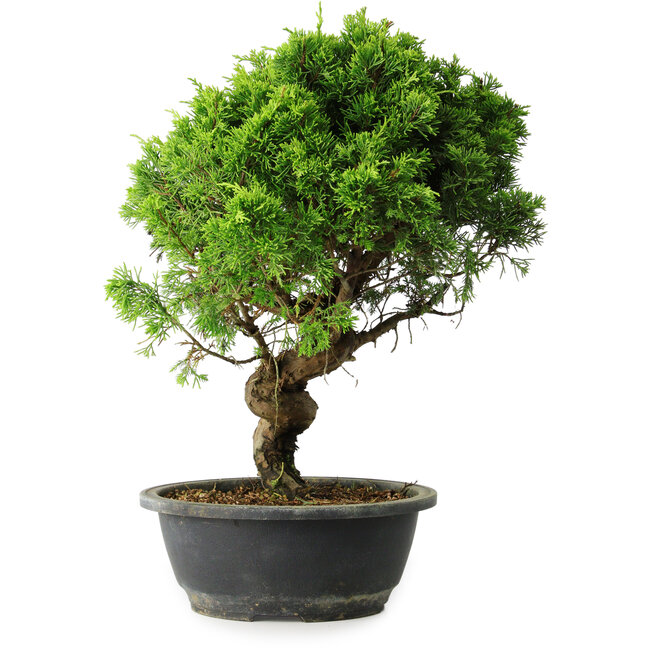 Juniperus chinensis Itoigawa, 36,5 cm, ± 15 jaar oud
