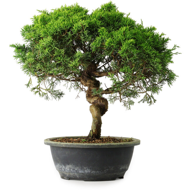 Juniperus chinensis Itoigawa, 34 cm, ± 15 jaar oud