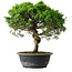 Juniperus chinensis Itoigawa, 34 cm, ± 15 ans