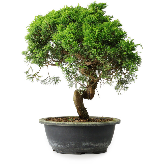 Juniperus chinensis Itoigawa, 34 cm, ± 15 jaar oud