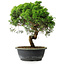 Juniperus chinensis Itoigawa, 34 cm, ± 15 ans