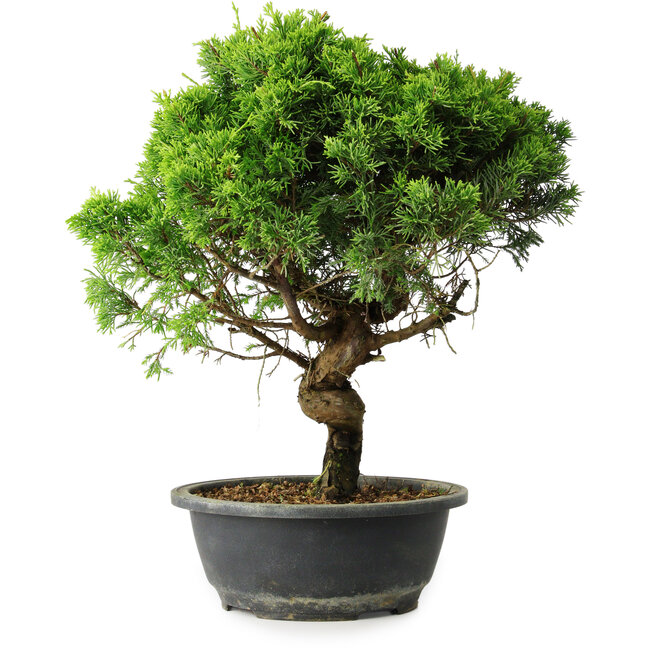 Juniperus chinensis Itoigawa, 36,5 cm, ± 15 años