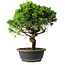 Juniperus chinensis Itoigawa, 36,5 cm, ± 15 Jahre alt