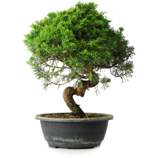 Juniperus chinensis Itoigawa, 34 cm, ± 15 ans
