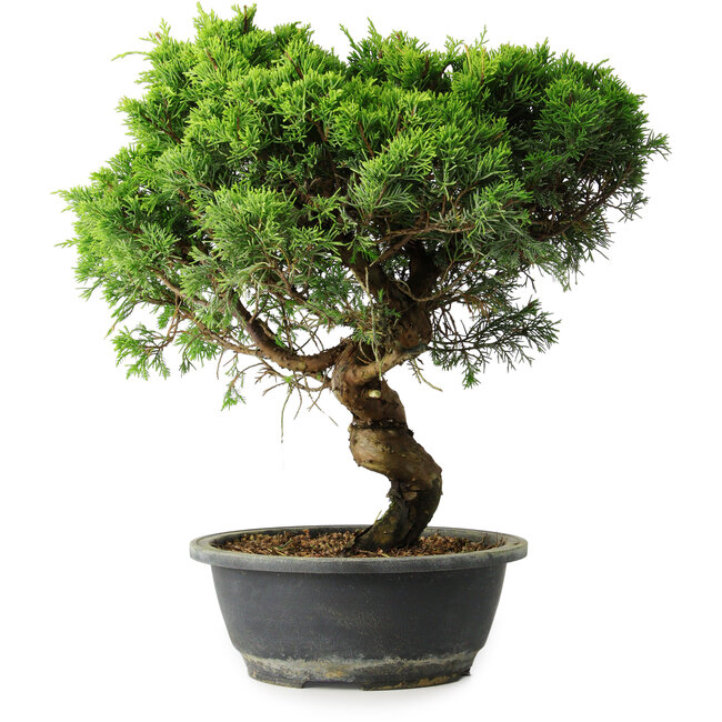 Juniperus chinensis Itoigawa, 36,5 cm, ± 15 años