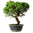 Juniperus chinensis Itoigawa, 36,5 cm, ± 15 ans