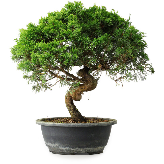 Juniperus chinensis Itoigawa, 34 cm, ± 15 jaar oud