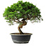 Juniperus chinensis Itoigawa, 34 cm, ± 15 ans