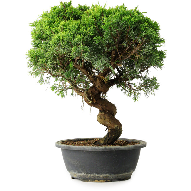 Juniperus chinensis Itoigawa, 36,5 cm, ± 15 jaar oud