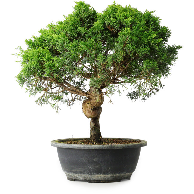 Juniperus chinensis Itoigawa, 34 cm, ± 15 años
