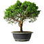 Juniperus chinensis Itoigawa, 34 cm, ± 15 ans