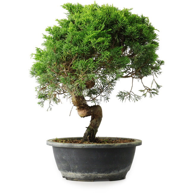 Juniperus chinensis Itoigawa, 34 cm, ± 15 anni