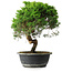 Juniperus chinensis Itoigawa, 34 cm, ± 15 ans