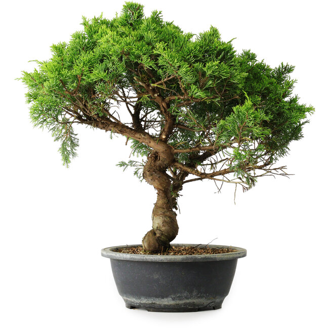 Juniperus chinensis Itoigawa, 39,5 cm, ± 15 Jahre alt