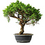 Juniperus chinensis Itoigawa, 39,5 cm, ± 15 Jahre alt