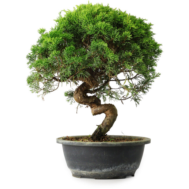Juniperus chinensis Itoigawa, 34 cm, ± 15 anni