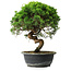 Juniperus chinensis Itoigawa, 34 cm, ± 15 ans