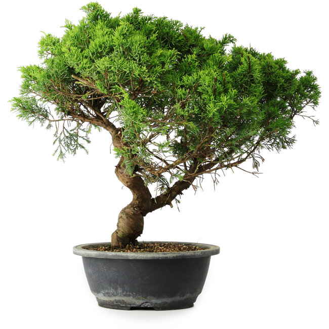 Juniperus chinensis Itoigawa, 39,5 cm, ± 15 años