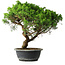 Juniperus chinensis Itoigawa, 39,5 cm, ± 15 Jahre alt