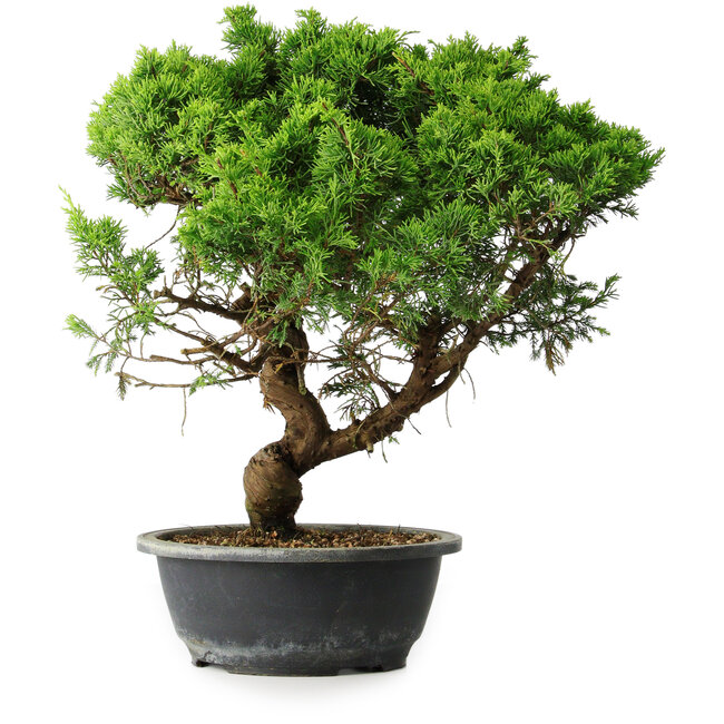 Juniperus chinensis Itoigawa, 39,5 cm, ± 15 Jahre alt