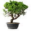 Juniperus chinensis Itoigawa, 39,5 cm, ± 15 Jahre alt