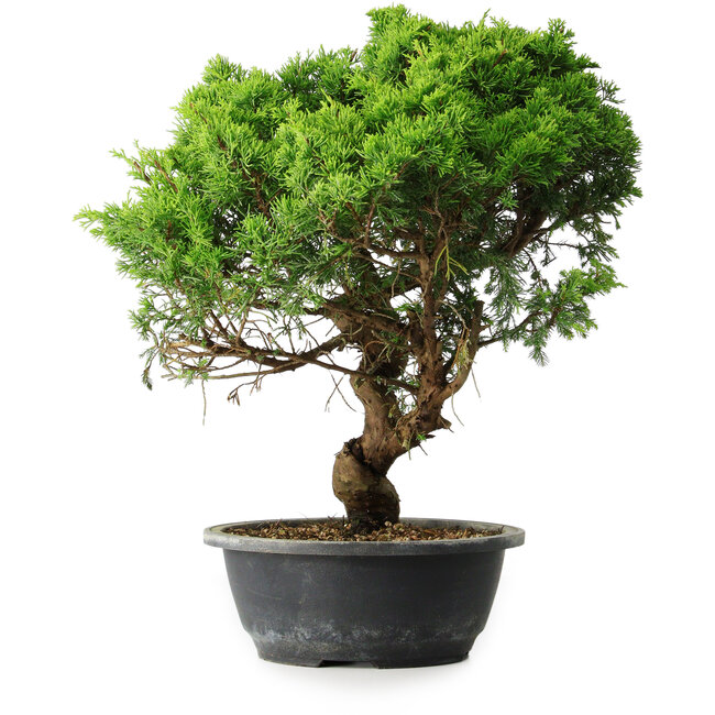 Juniperus chinensis Itoigawa, 39,5 cm, ± 15 anni