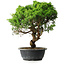 Juniperus chinensis Itoigawa, 39,5 cm, ± 15 ans